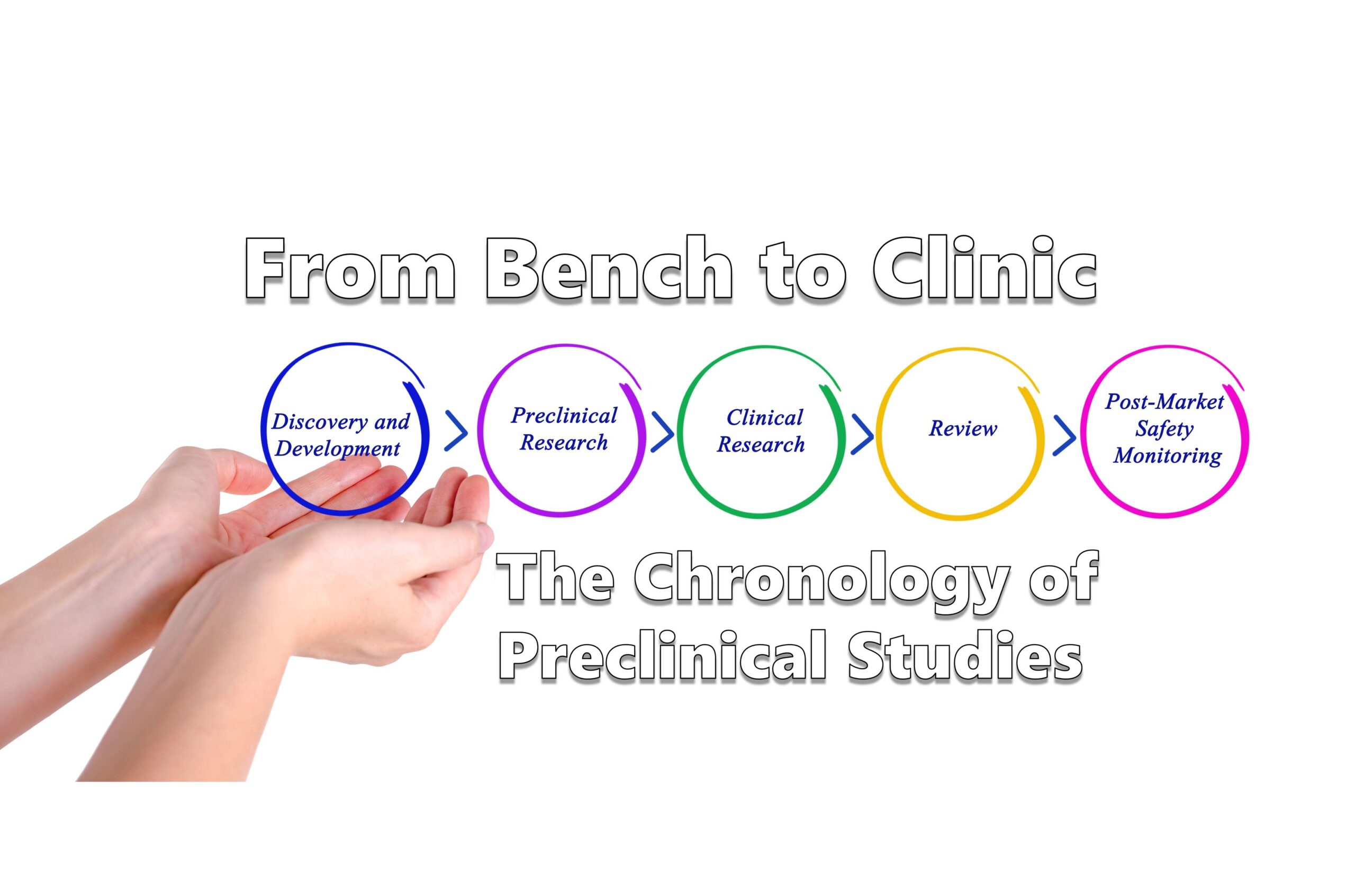 The Chronology of Preclinical Studies – ITR Laboratories