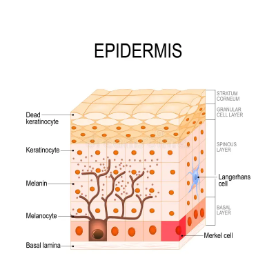 3d Epithelium Diagram