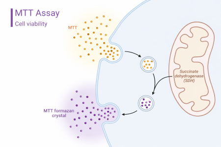 MTT Assay Diagram